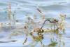 Anax parthenope